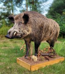 ZLECENIE NA WYKONANIE BADANIA