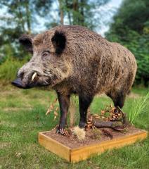 ZLECENIE NA WYKONANIE BADANIA